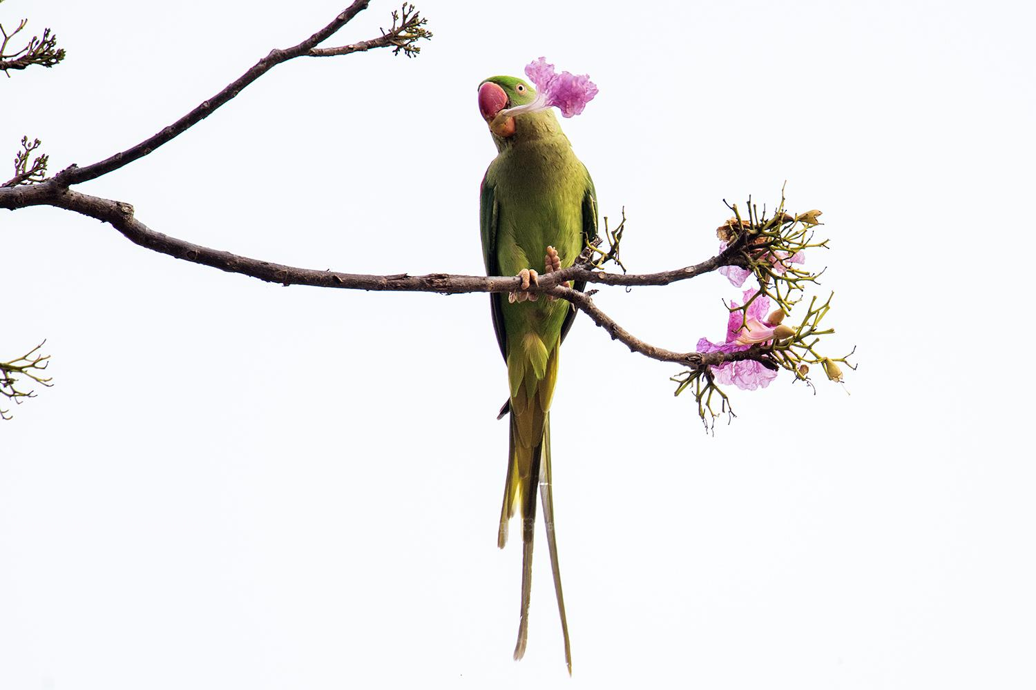 Local action protects critically endangered bird species