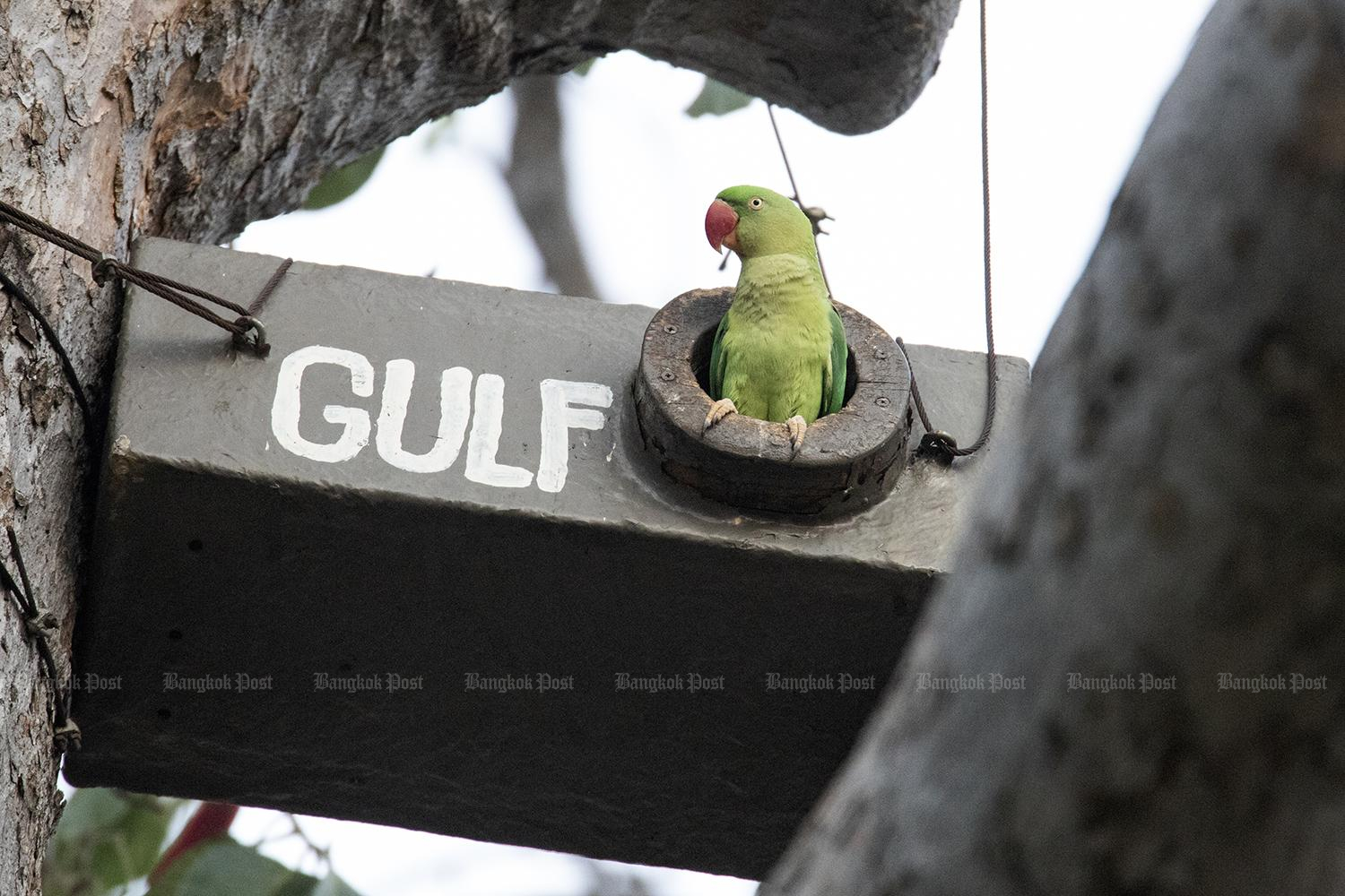 Local action protects critically endangered bird species