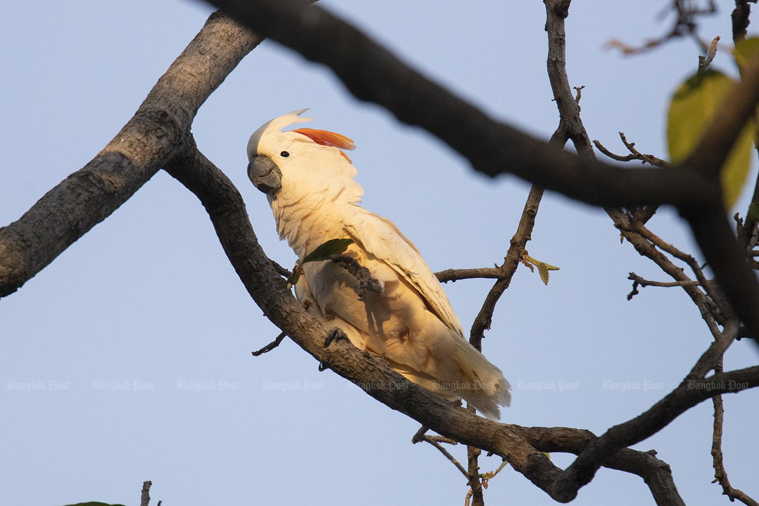 Local action protects critically endangered bird species
