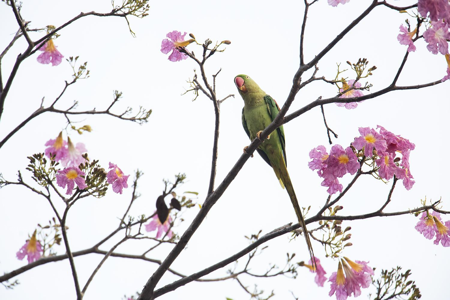 Local action protects critically endangered bird species