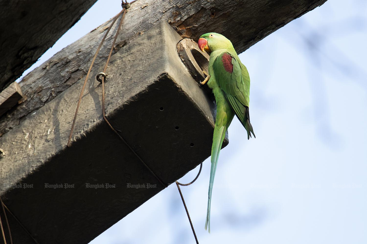 Local action protects critically endangered bird species