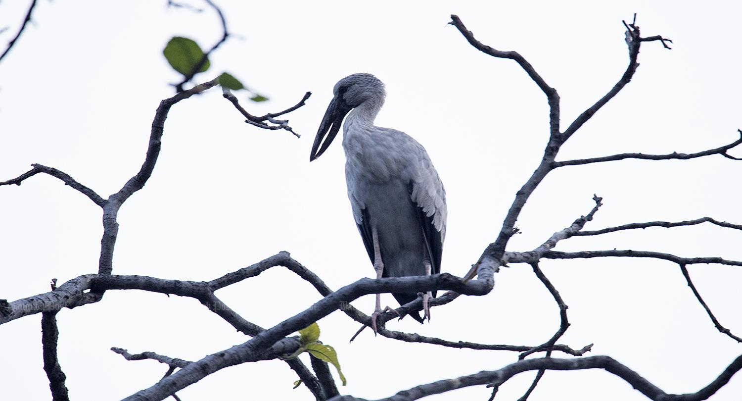 Local action protects critically endangered bird species