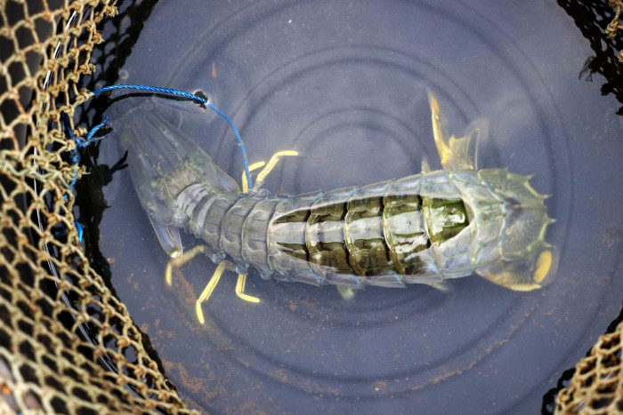 Mantis shrimp eyed as Trat tourism booster