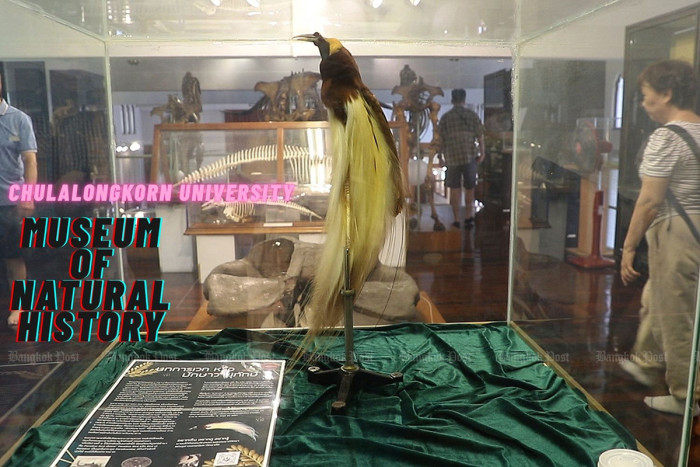Chulalongkorn University Museum of Natural History