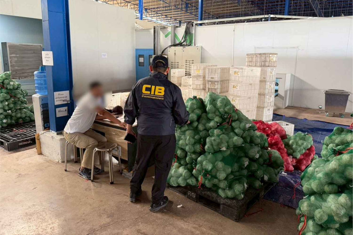 Chinese-controlled coconut firms keeping Thai farmers poor