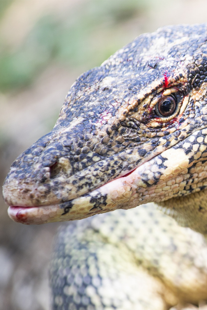 Monitor lizards flourish in central Bangkok park