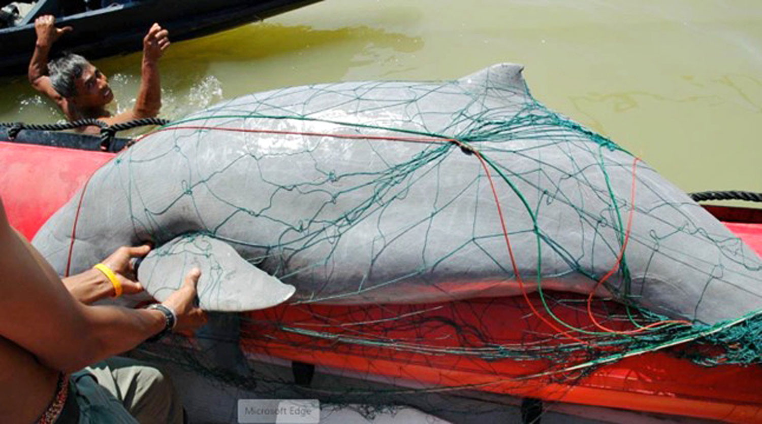 An Irrawaddy dolphin was found several years trapped in a fishing net for giant catfish in Songkhla Lake. Officials were unable to save its life. (Photo courtesy of Department of Marine and Coastal Resources)