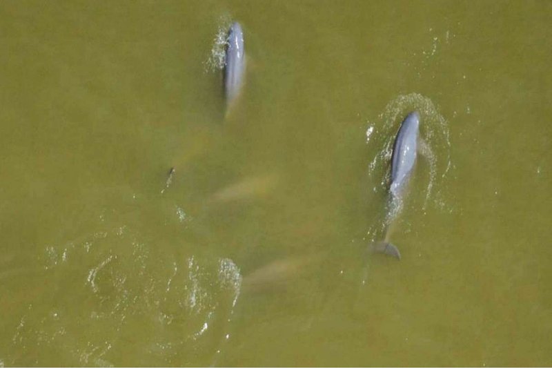 An aerial photograph shows a pod of Irrawaddy dolphins swimming in Songkhla Lake. Authorities are using drones to monitor their behaviour. (Photo courtesy of DMCR)