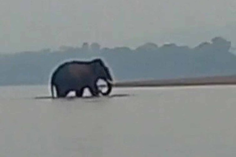 Ein wilder Elefant wurde am Sonntagmorgen beim Überqueren des Mekong von der Provinz Bueng Kan nach Laos beobachtet. (Foto: Phuwua Wildlife Sanctuary)