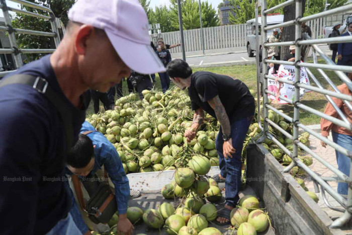 Probe into coconut slump