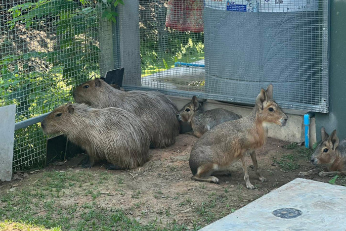 Wildlife seized from Thais linked to Indian smugglers