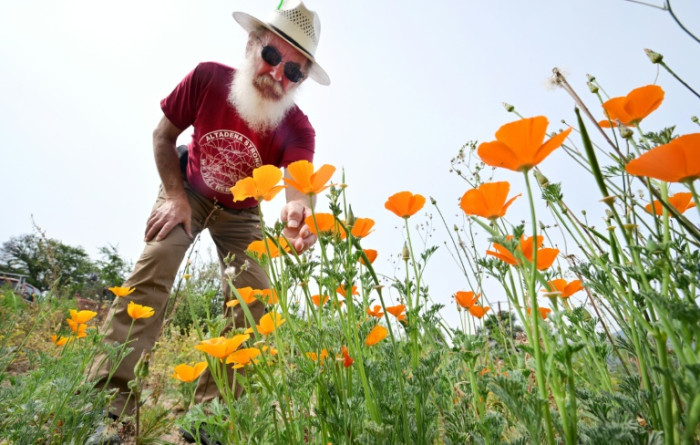 Poppies offer hope in fire-scarred Los Angeles
