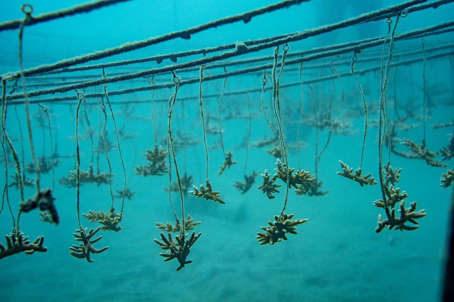 Coral hanging in an underwater nursery.