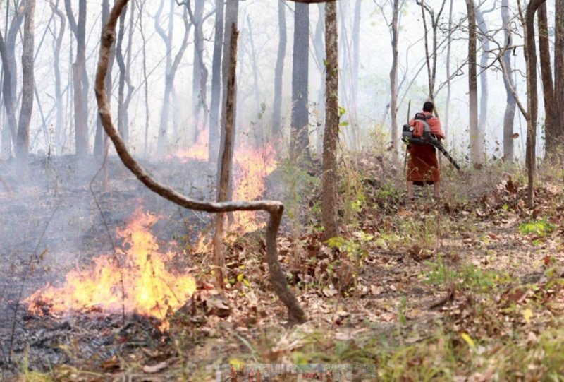 A Buddhist monk joins local officials and volunteers to help combat forest fires in Chiang Mai on Wednesday. The Pollution Control Department reported that the North and Northeast continue to face severe smog, with residents struggling under heavy haze. (Photo: Panumet Tanraksa)