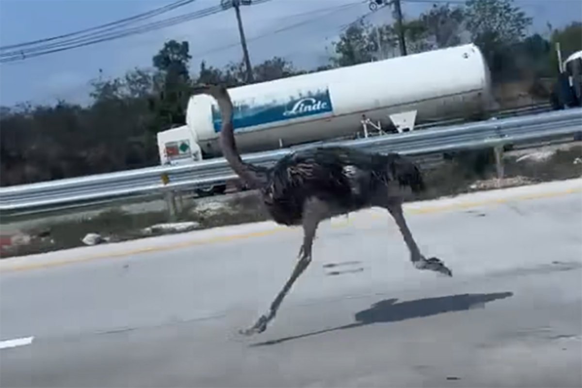 Bangkok Post Ostrich Paces The Traffic On Highway 36 bangkok-post-ostrich-paces-the-traffic-on-highway-36