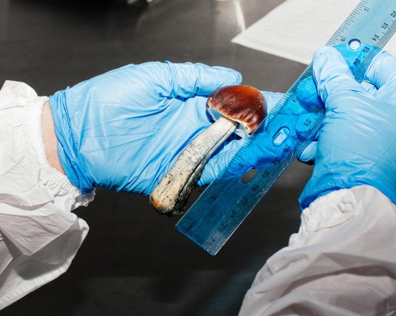 A lab-grown mushroom at Numinus in Nanaimo, British Columbia, on Feb 18, 2021. (Photo: New York Times)