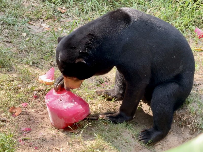 A resident of Khao Keow Open Zoo accesses a frozen treat. Photo: Khao Kheow Open Zoo
