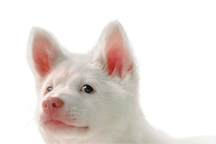 GOHAN: One stray dog, three stray people