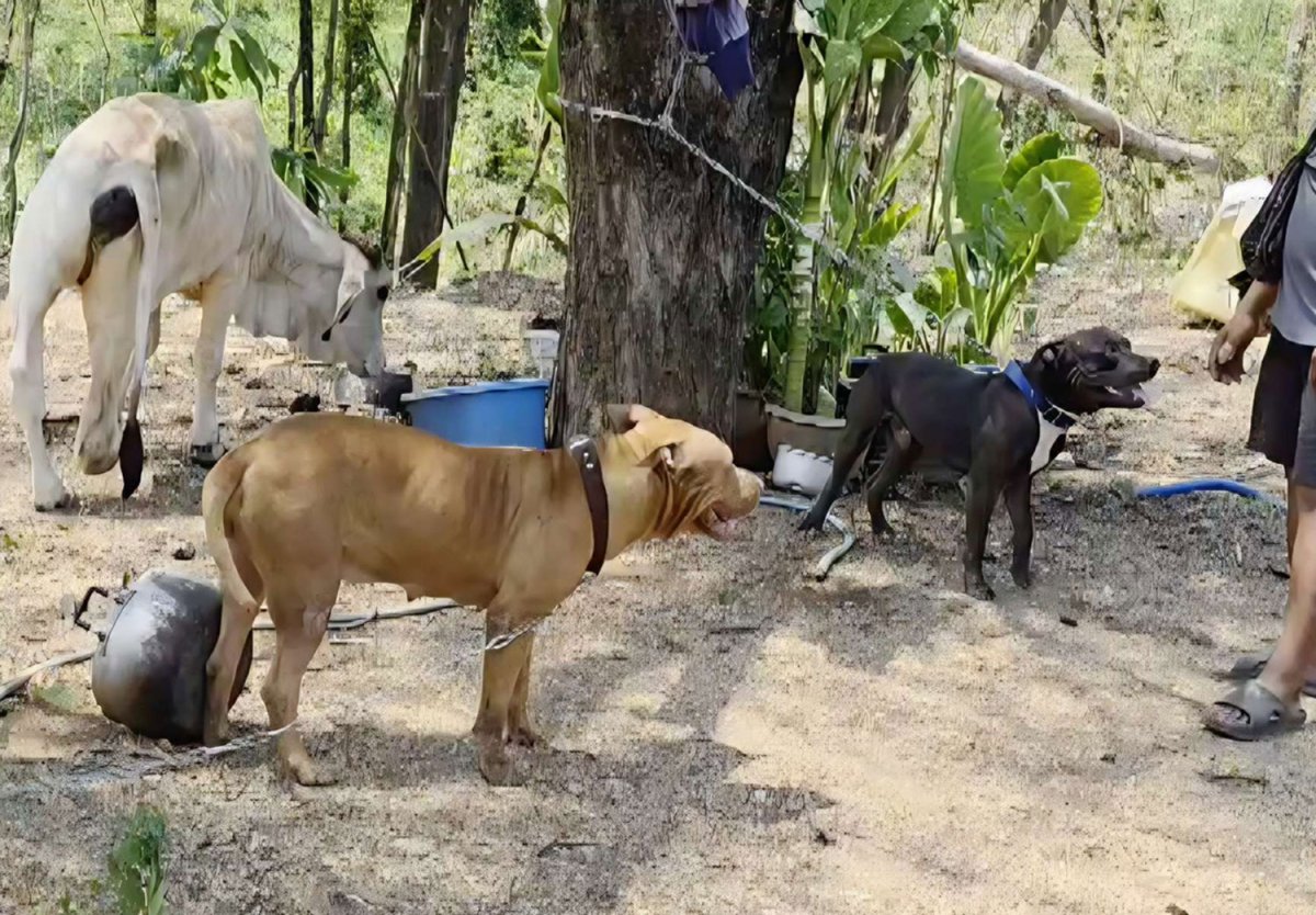 Bangkok Post - Phetchabun man badly injured in pit bull attack