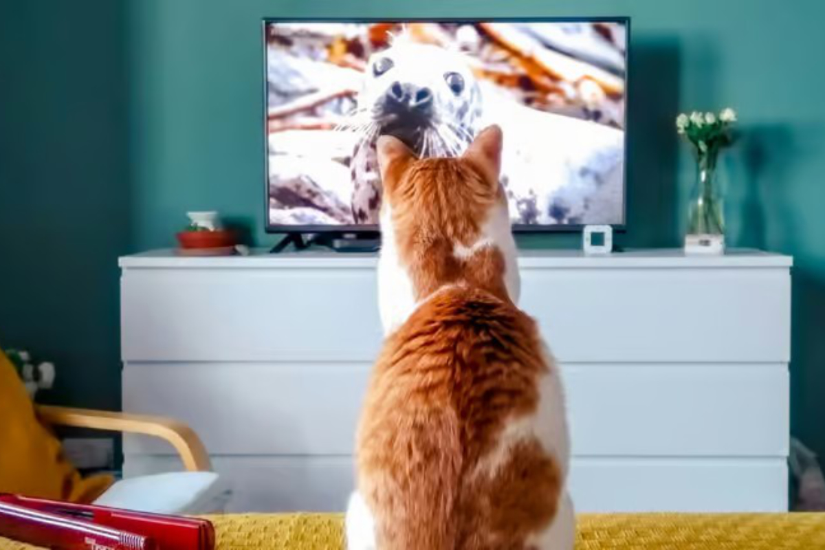 New 24/7 Pet Channel targets China&rsquo;s growing pet market
