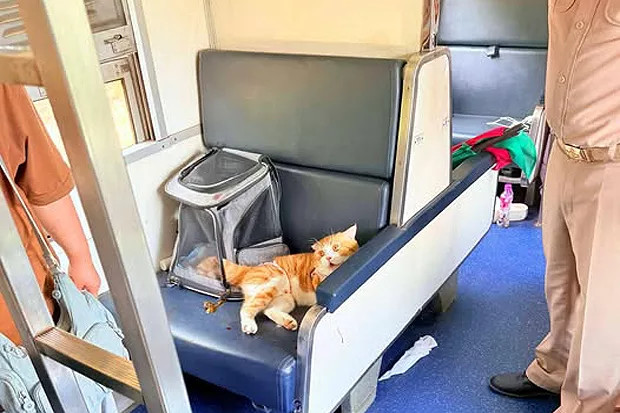 The cat sits on a seat after it calms down in a carriage on Rapid Train No. 169 from Bangkok to Yala on Monday. (Photo: Kijja Pongpisan Facebook account)