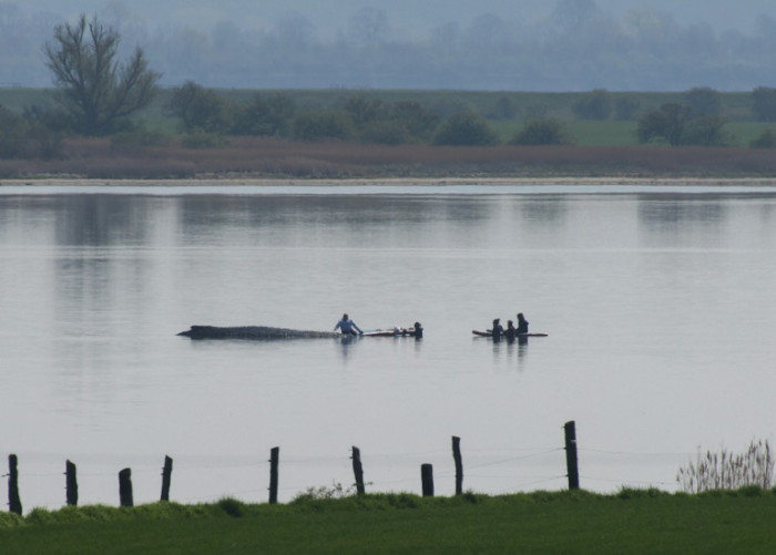 Rescuers race to save whale stranded off German coast