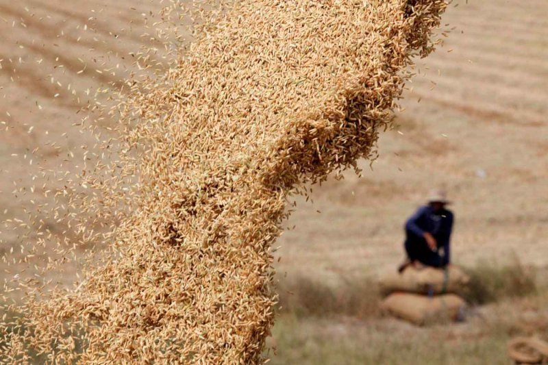 A super El Niño event would pose a major threat to Thai farming, particularly rice, heightening food security risks. REUTERS