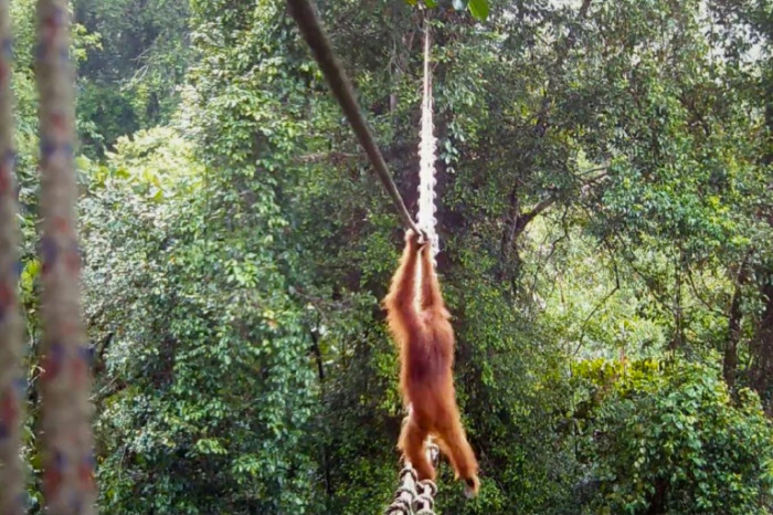 Orangutan uses Indonesia canopy bridge in 'world first'