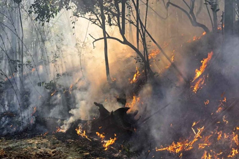 Careless actions: A recent forest fire in Salak Phra Wildlife Sanctuary in Kanchanaburi, which the Department of National Parks, Wildlife and Plant Conservation suspects was started by people foraging and hunting. (Photo: Forest Fire Prevention, Suppression and Control Office)