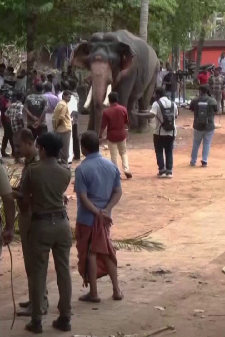 Elephant subdued after deadly rampage at Indian festival