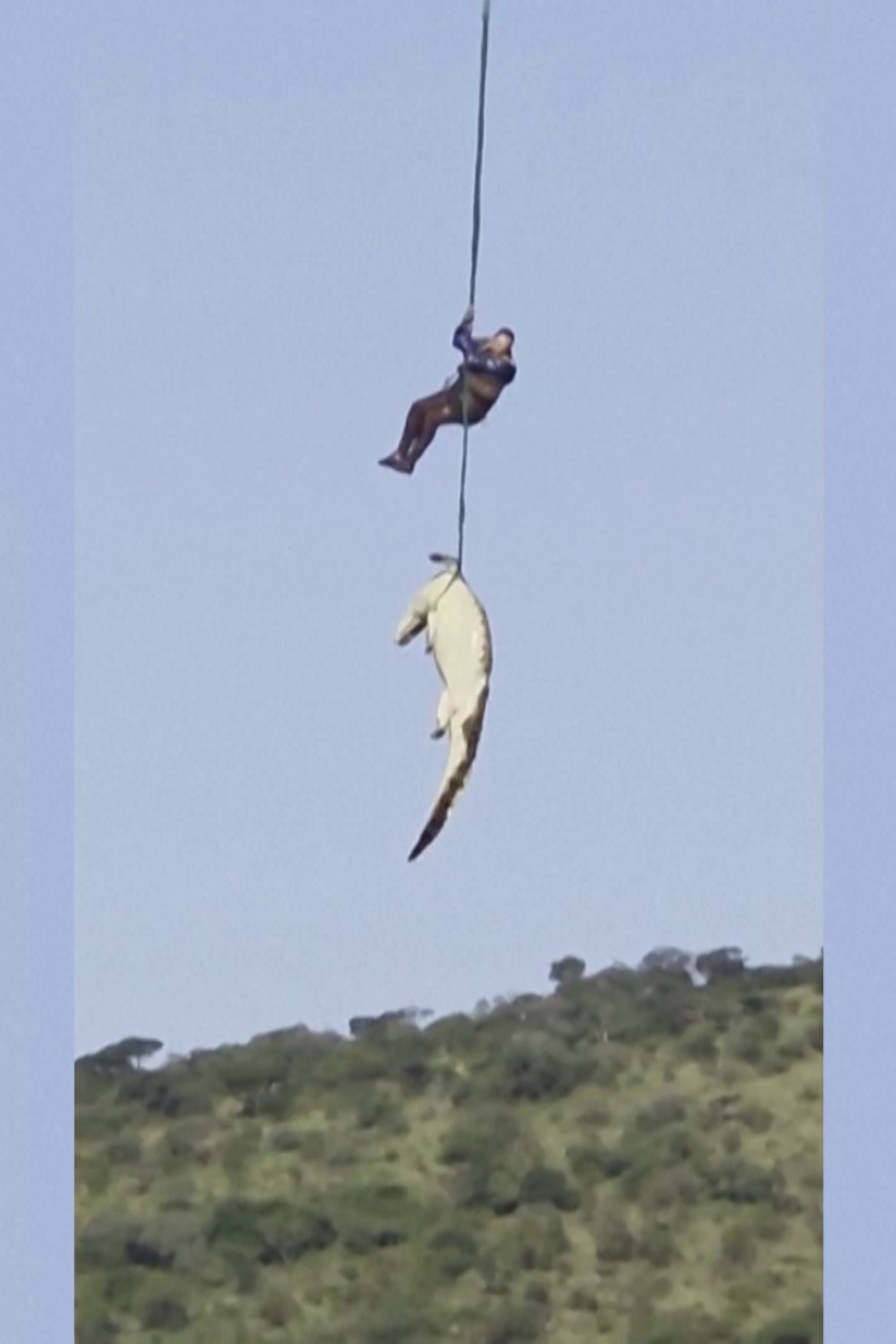 Euthanised crocodile airlifted in search for human remains