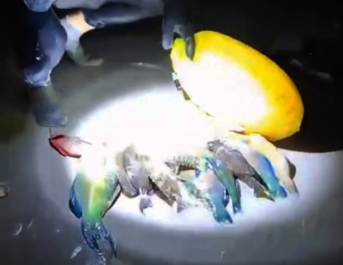 Tourists seen illegally spearing parrotfish off Phuket beach