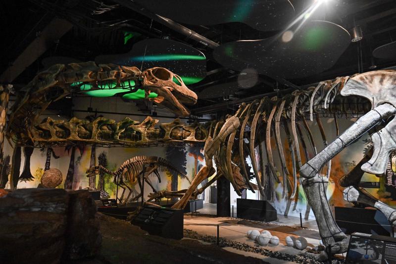 A model skeleton of Nagatitan chaiyaphumensis, Thailand&rsquo;s largest dinosaur, is pictured at the Thainosaur Museum in Bangkok on Friday. Scientists have identified a massive new dinosaur from remains discovered in Thailand, with the creature estimated to have weighed as much an nine adult elephants. (Photo: AFP)