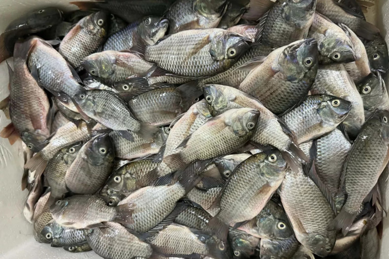 Blackchin tilapia reportedly found off Pattaya coast