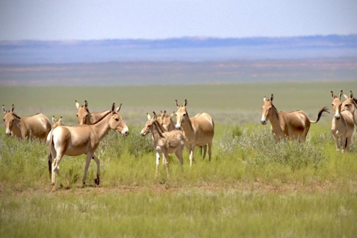 Asiatic wild ass returns to Mongolia after 65-year absence