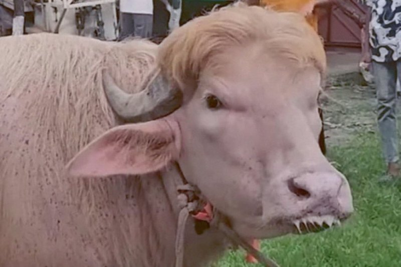 Visitors have been flocking to a farm just southeast of Dhaka to photograph and touch “Donald Trump”, the buffalo. (Photo: @Alhamdhulillaah)