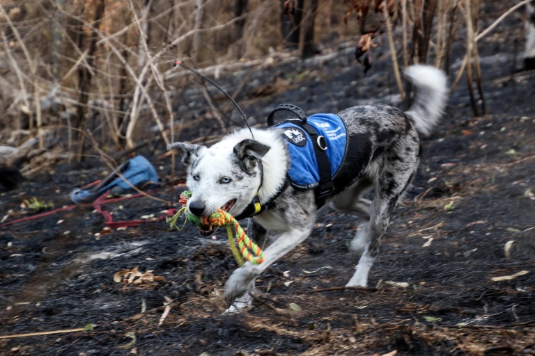 Bear the koala rescue dog has retired and an Australian animal welfare group is looking for his successor.