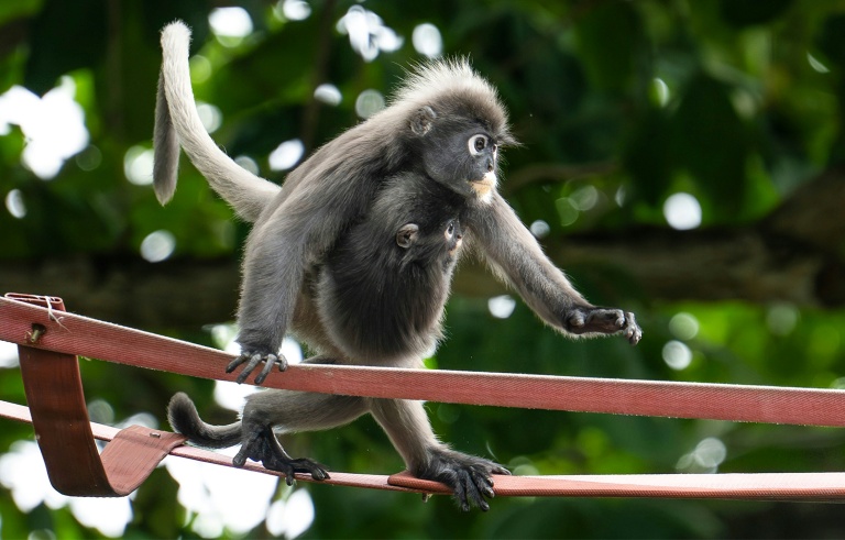 The new 'bridges' are key to helping the monkeys navigate a fragmented habitat crisscrossed by busy roads where the animals are often killed.