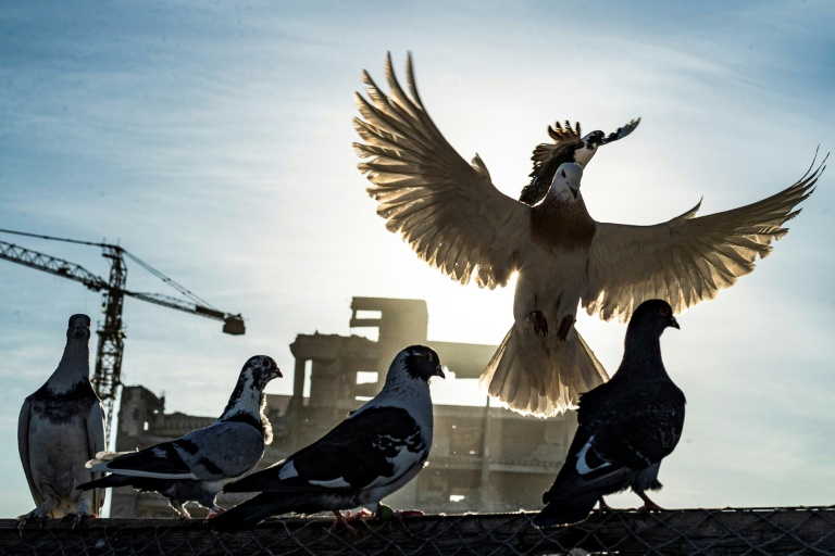 Friend or pest? Humans domesticated pigeons to live alongside us, but now consider them filthy nuisances. (Photo: AFP)
