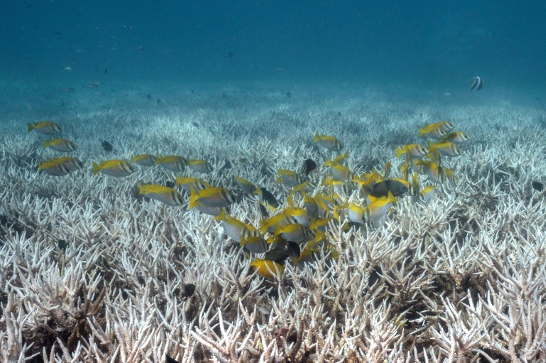 Coral reefs globally are struggling with back-to-back bleaching events.
