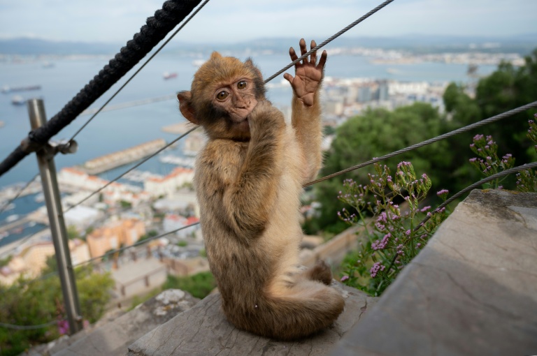Macaques in Gibraltar can snatch food from unwitting tourists in addition to gobbling abandoned leftovers.