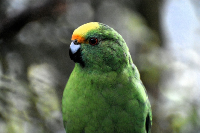 Love birds: twice-extinct parakeet gets lifeline from randy pair