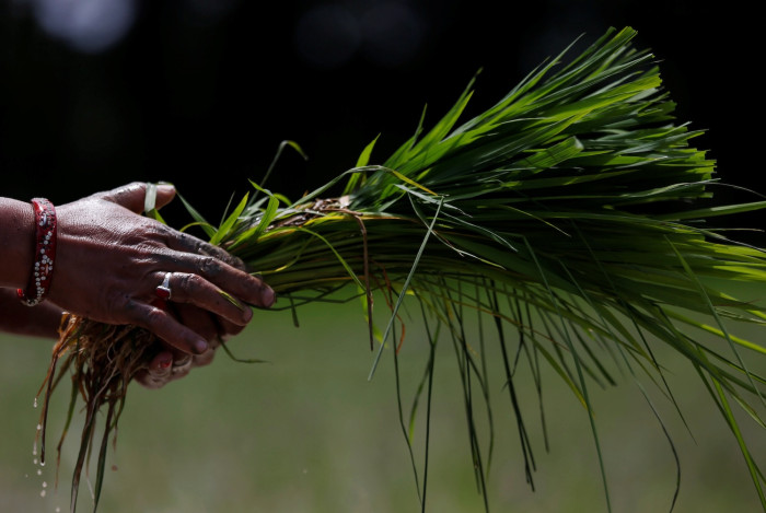 Dry weather disrupting Asian agriculture
