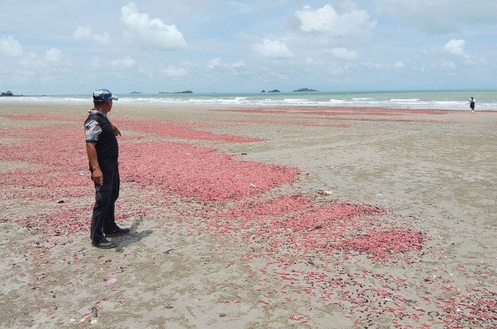 Sea cucumbers turn Rayong beach pink