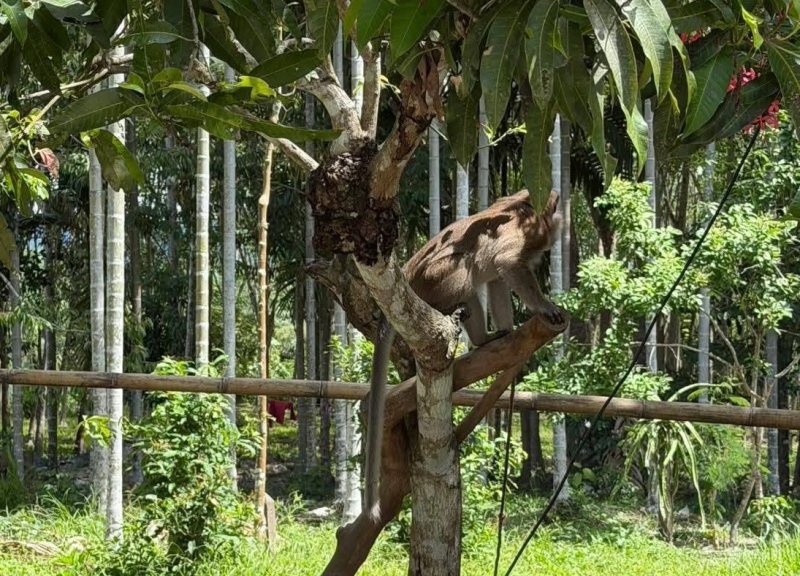 The monkey that attacked the 6-year-old boy in Nakhon Si Thammarat is tethered to a long rope strung between trees, with a wooden beam allowing it to climb and move around. (Photo: Nujaree Raekrun)