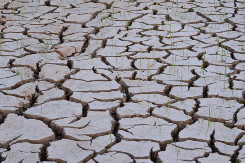Rice seedlings germinated on the ground are seen in a dried-out paddy field in Ayutthaya province during an earlier drought event. The administration is calling on all sectors in Thailand to use water more efficiently as the country prepares for the economic impacts of the EL Nino weather pattern.