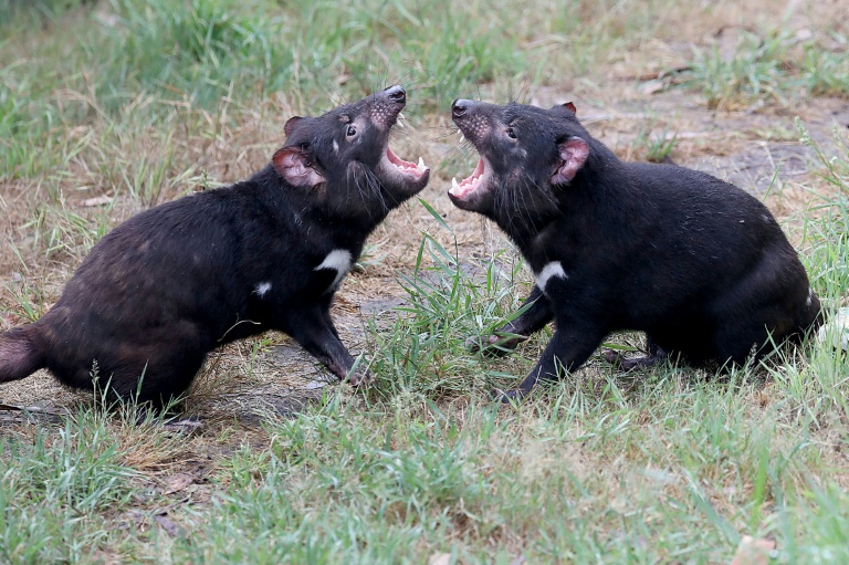 Tasmanian devils can live up to six years in the wild.