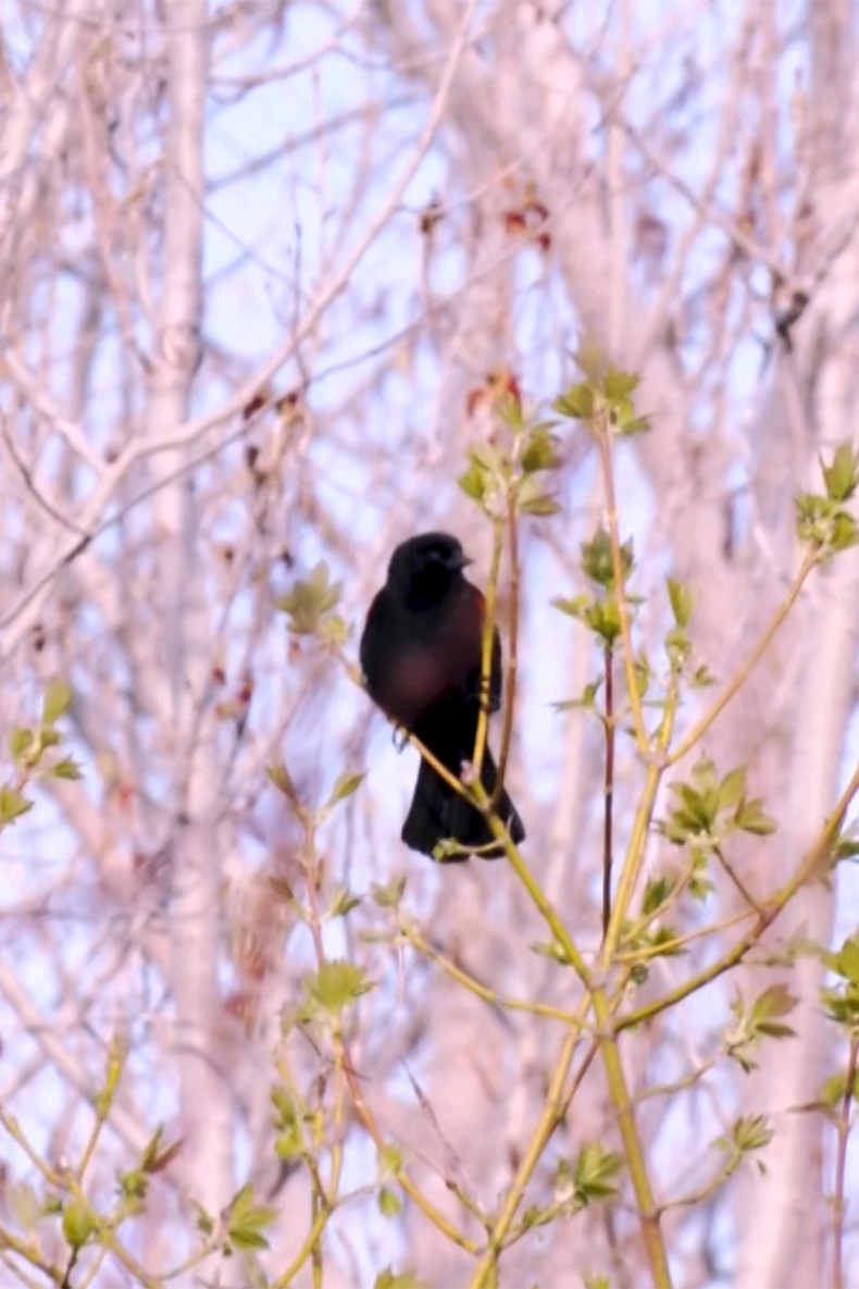 Heatwaves, early springs threatening migratory birds in Toronto