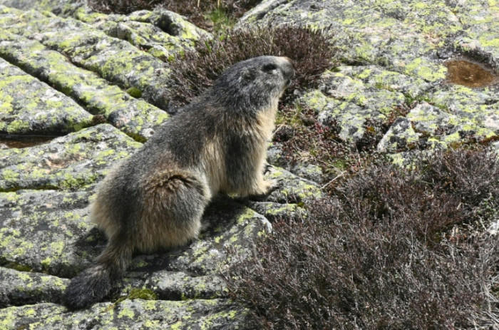 Ancient DNA Reveals Earliest Known Plague Outbreak 5,500 Years Ago - News Directory 3