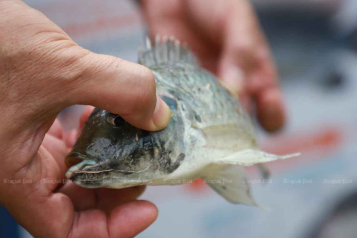 Tilapia fish genes 'diverse'